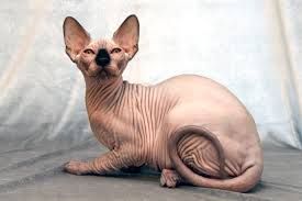 Allergy-friendly cats